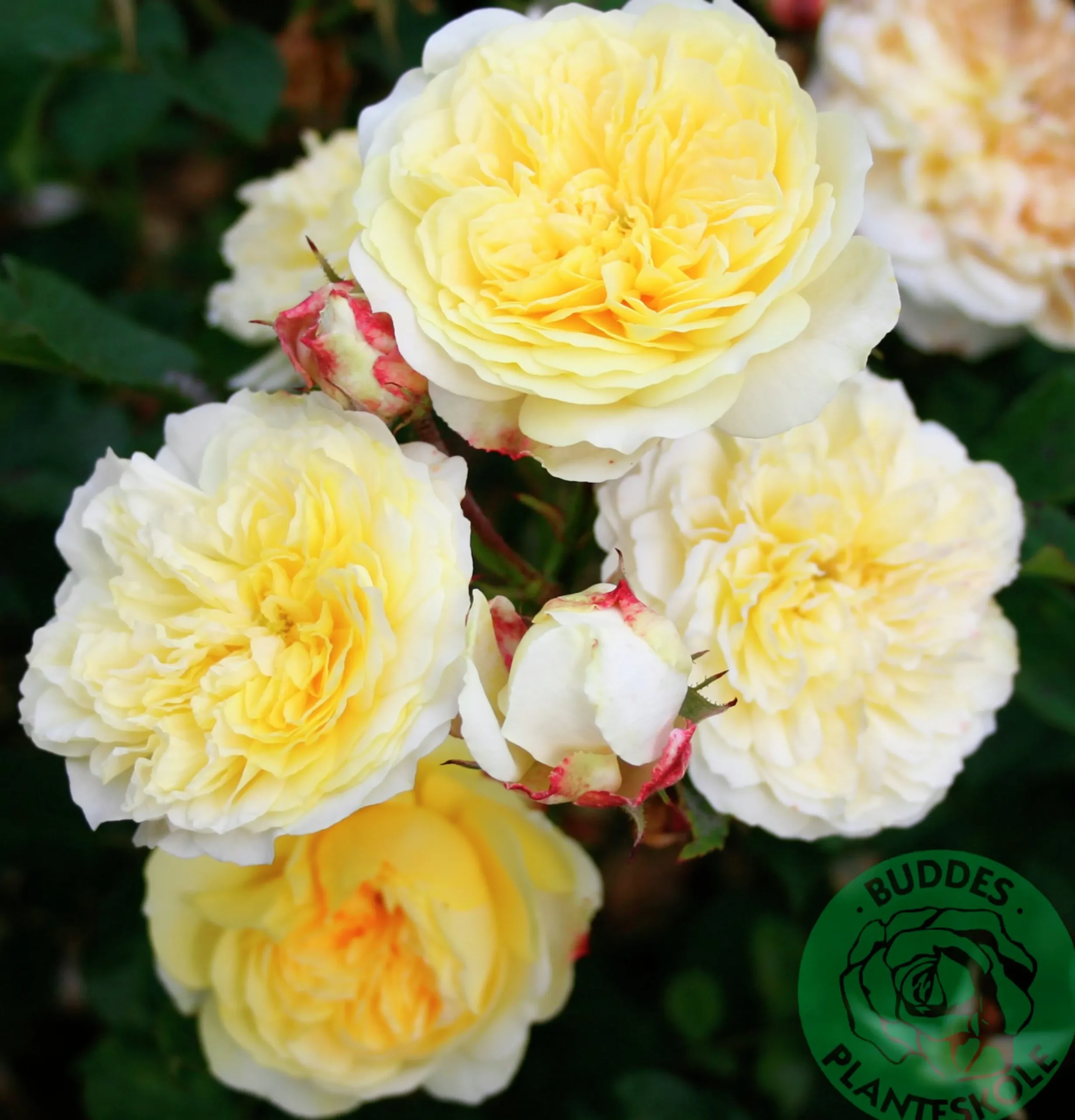 Engelsk Ros 'The Pilgrim' 'Auswalker' Barrotad>Omnia garden Best