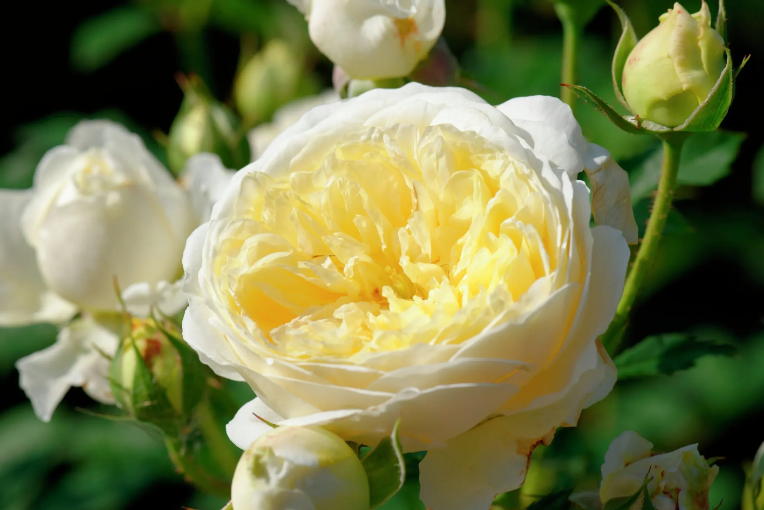 Engelsk Ros 'The Pilgrim' 'Auswalker' Barrotad>Omnia garden Best