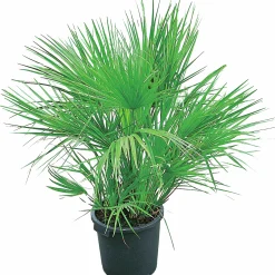 Europeisk Dvärgpalm>Omnia garden Outlet
