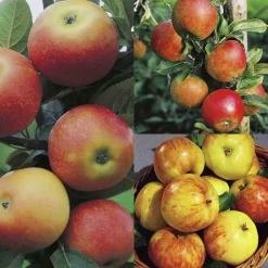 Familjeträd Äpple Krukodlad Zon 5-6>Omnia garden New