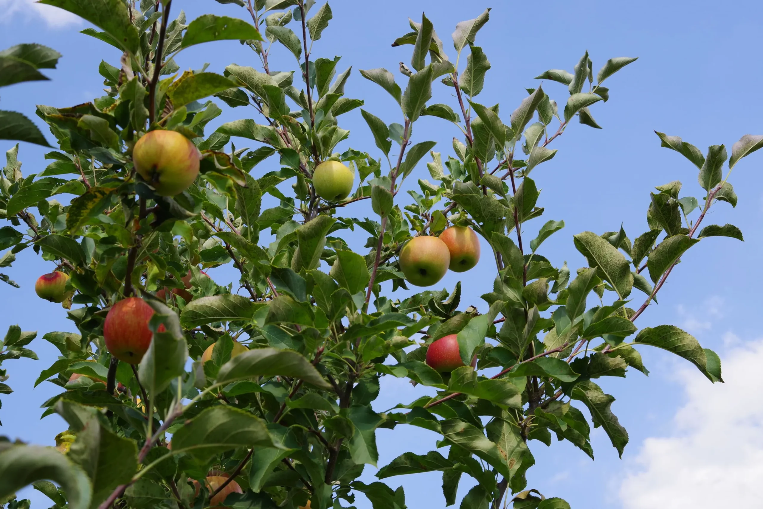 Familjeträd Äpple Krukodlad Zon 5-6>Omnia garden New