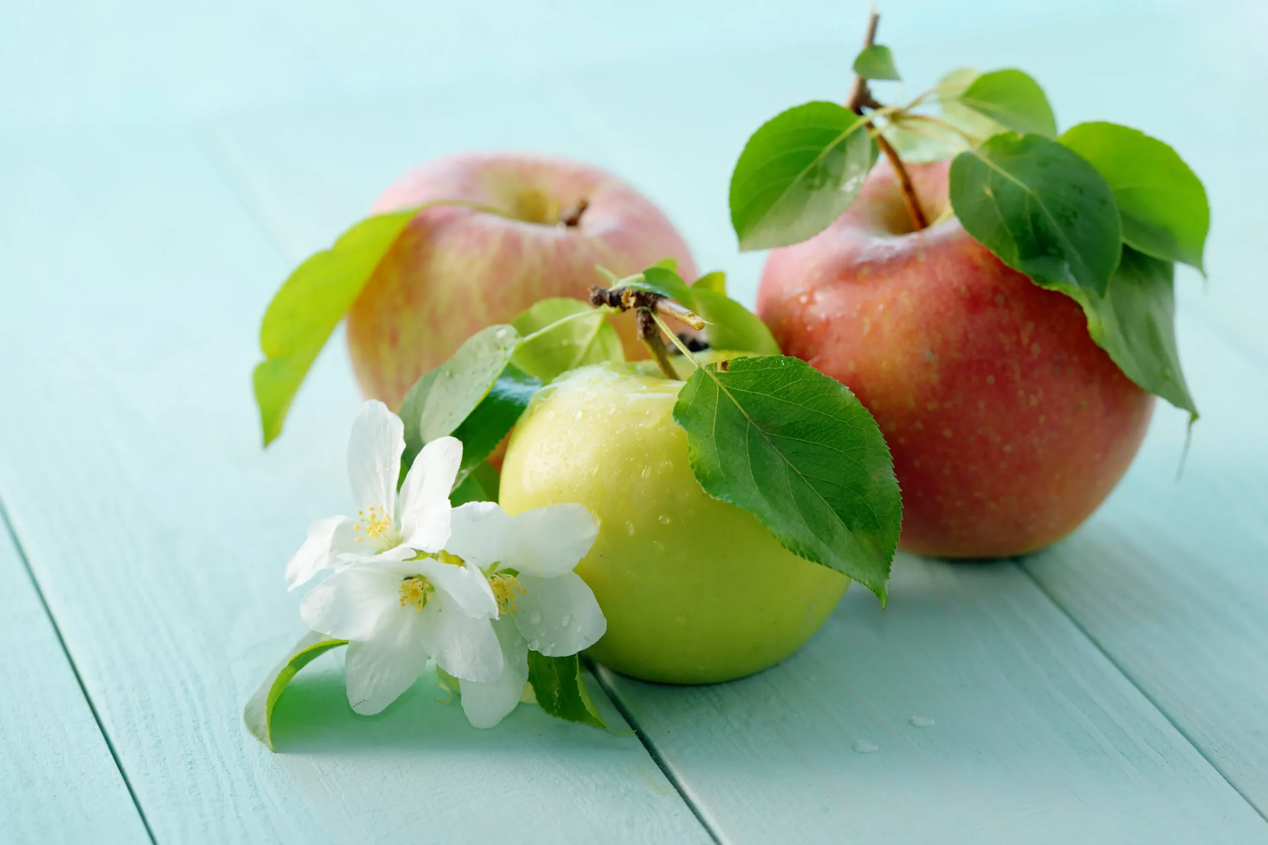 Familjeträd Äpple Krukodlad Zon 5-6>Omnia garden New