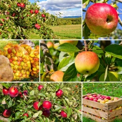 Familjeträd Äpple Krukodlad Zon 5-6><noscript><img width=