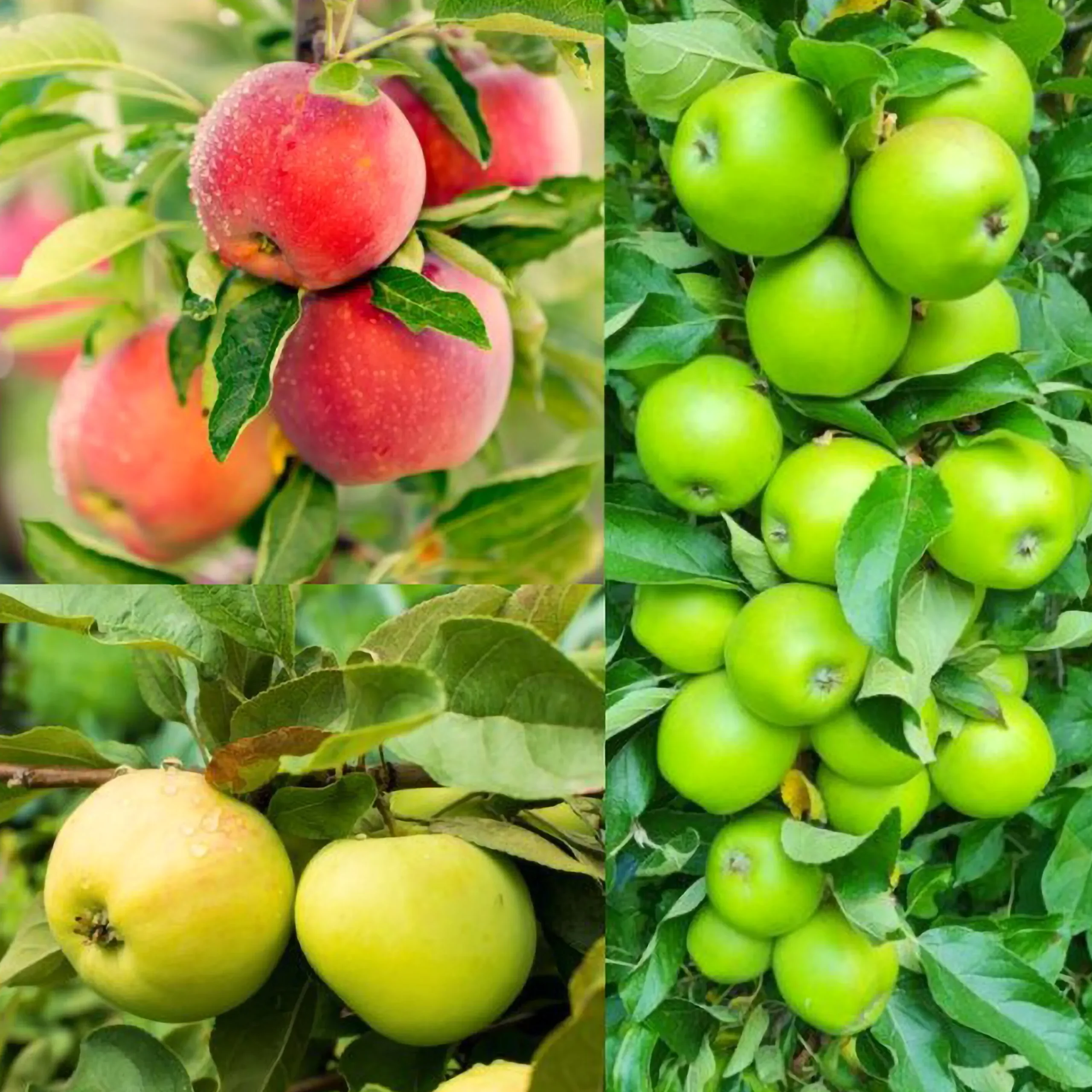 Familjeträd Äpple Krukodlad Zon 5-6>Omnia garden New