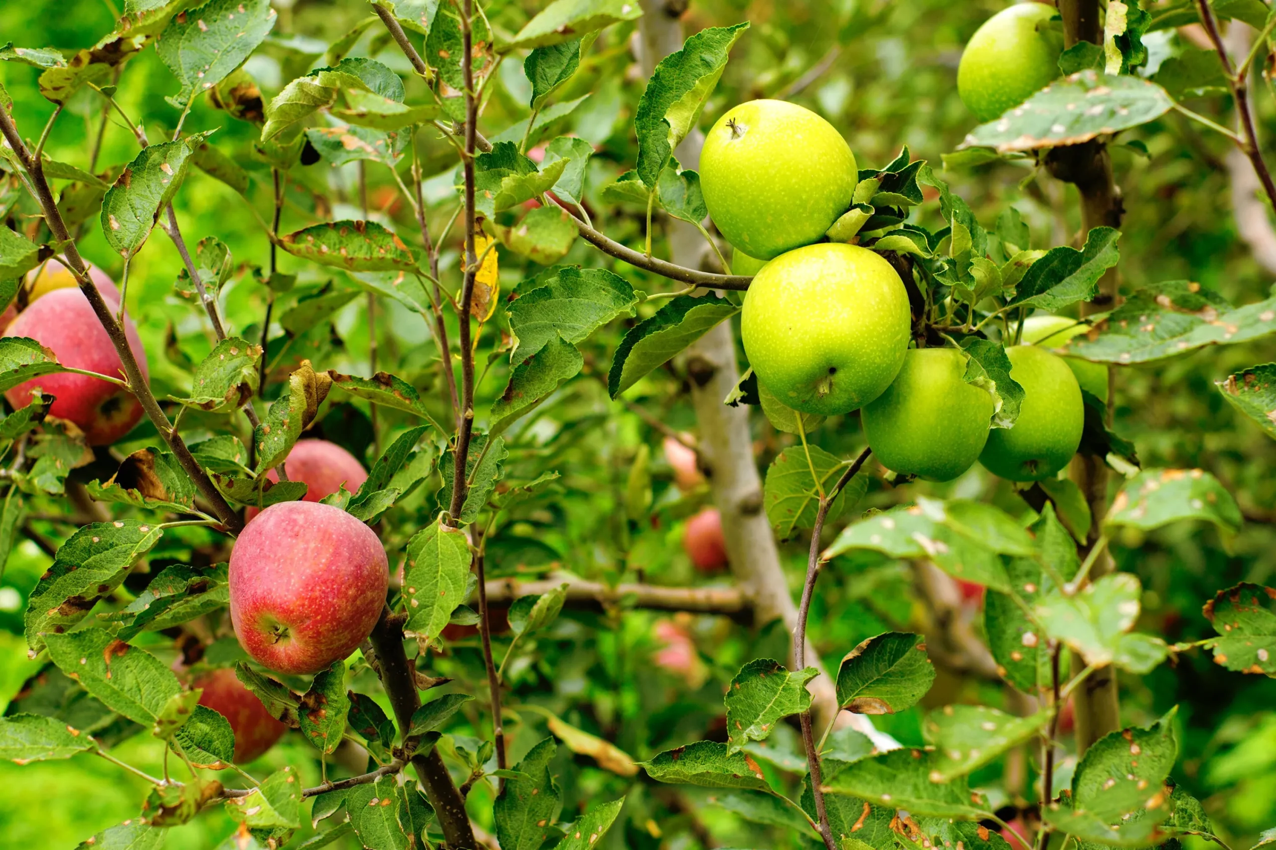 Familjeträd Äpple Krukodlad Zon 1-4>Omnia garden