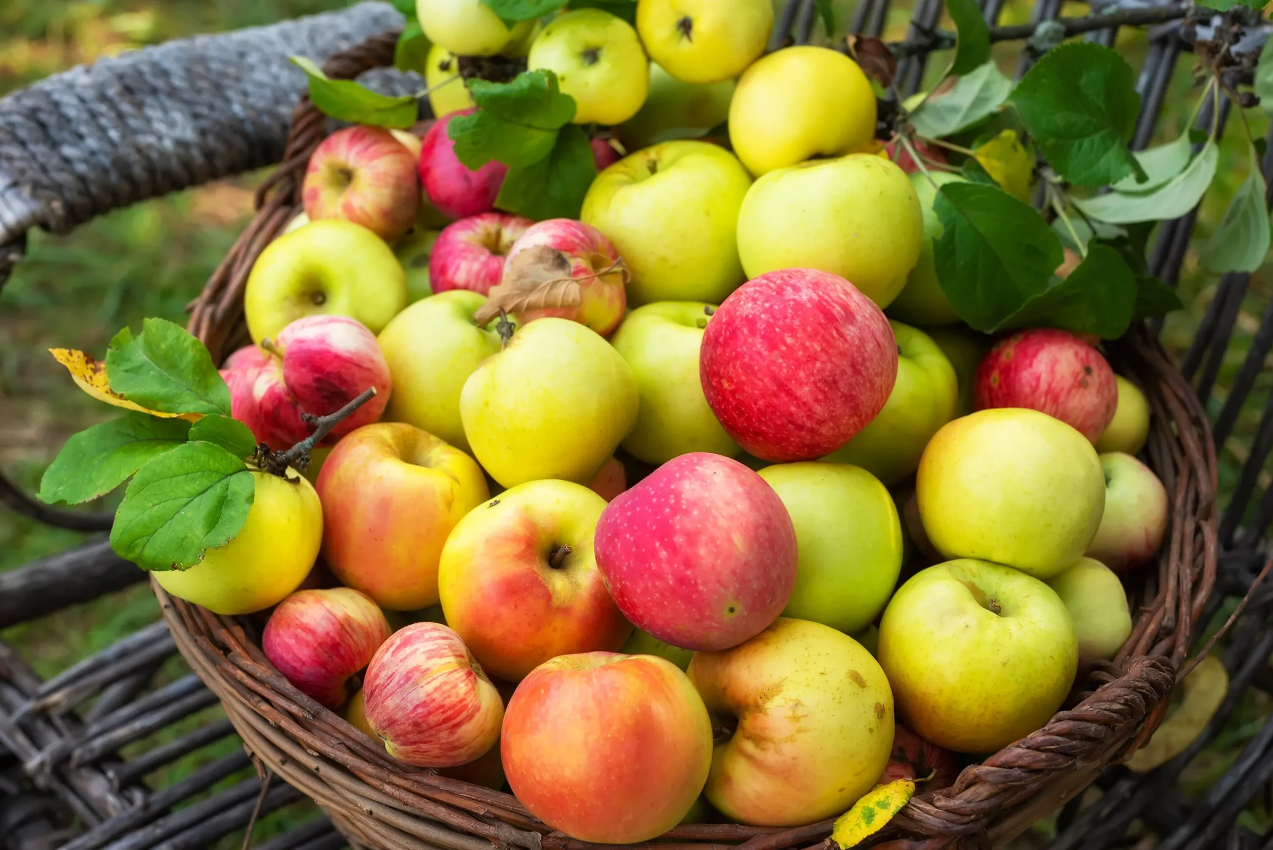 Familjeträd Äpple Krukodlad Zon 1-4>Omnia garden