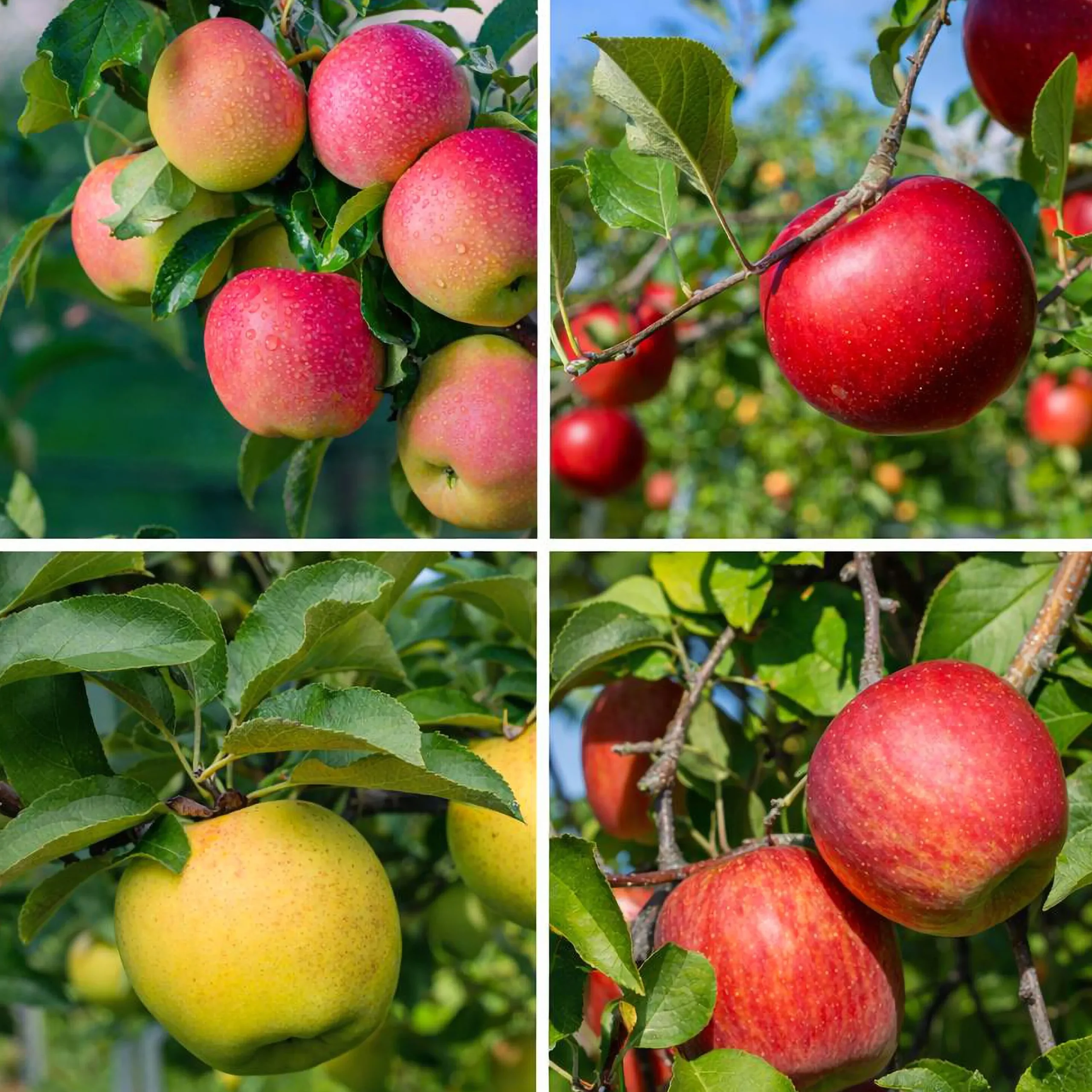 Familjeträd Äpple Krukodlad Zon 1-4>Omnia garden