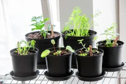 Fat Cultivate Återvunnen plast Ø24cm><noscript><img width=