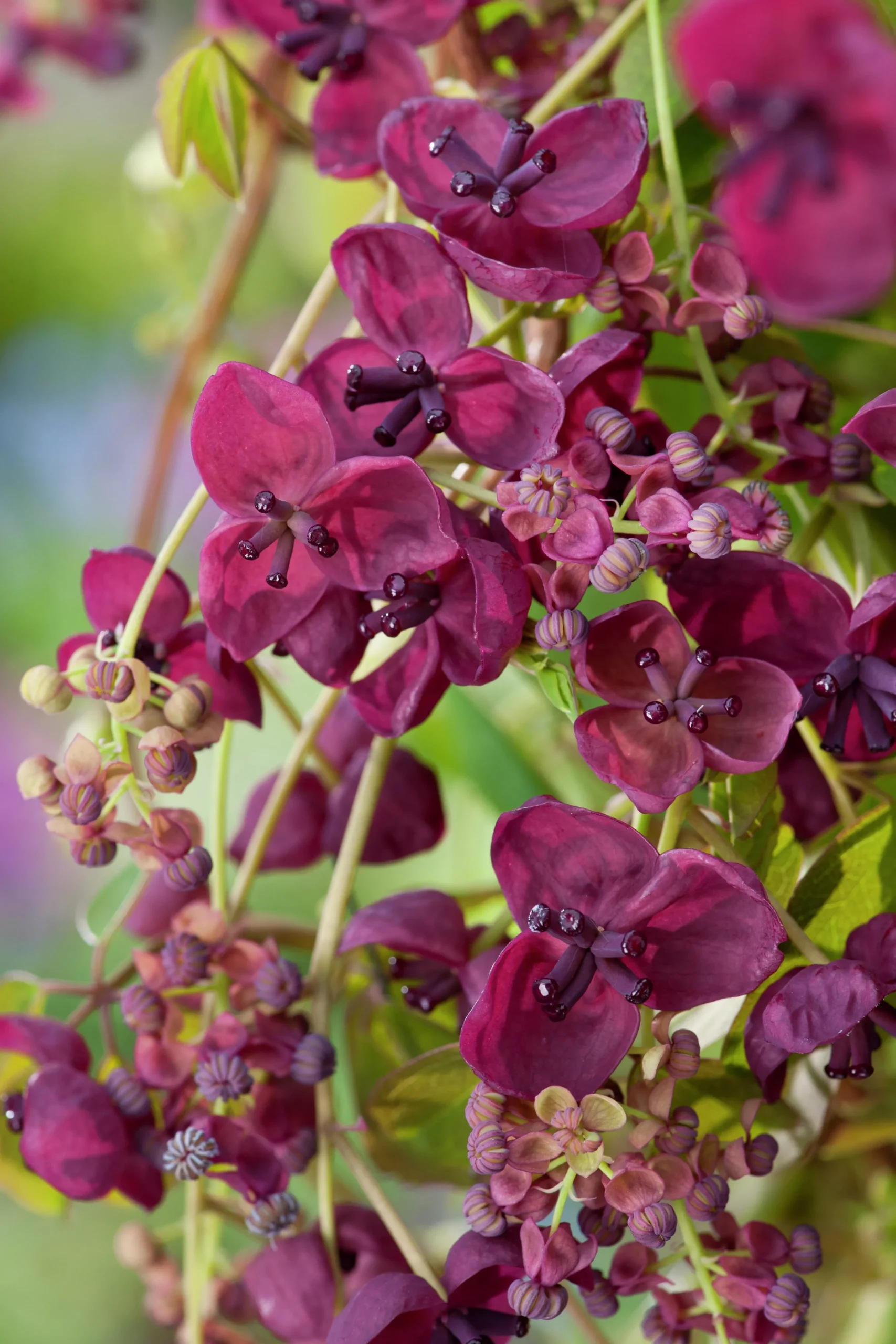 Fembladsakebia>Omnia garden Sale