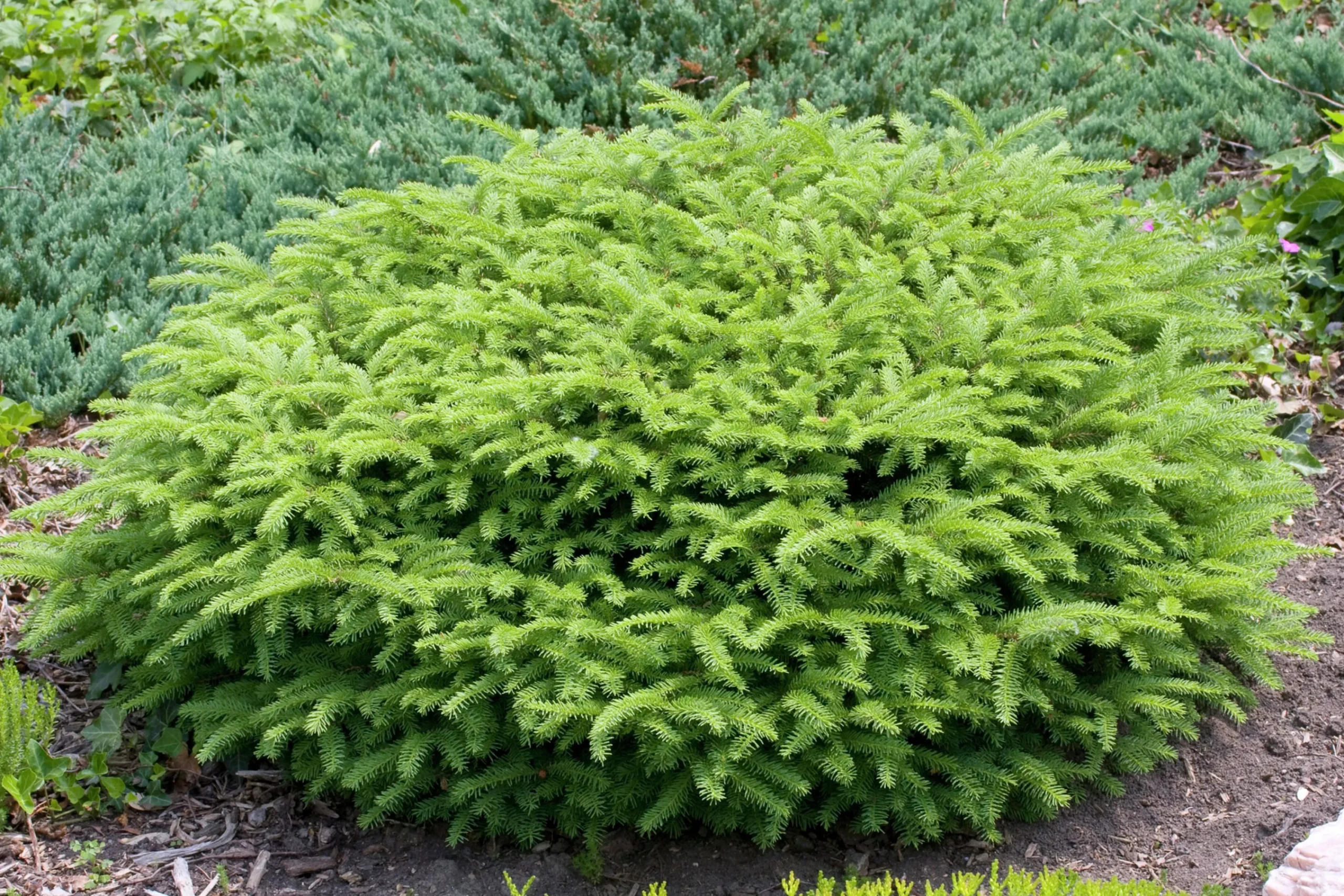 Fågelbogran 'Nidiformis' Krukodlad>Omnia garden
