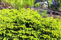 Fågelbogran 'Nidiformis' Krukodlad>Omnia garden