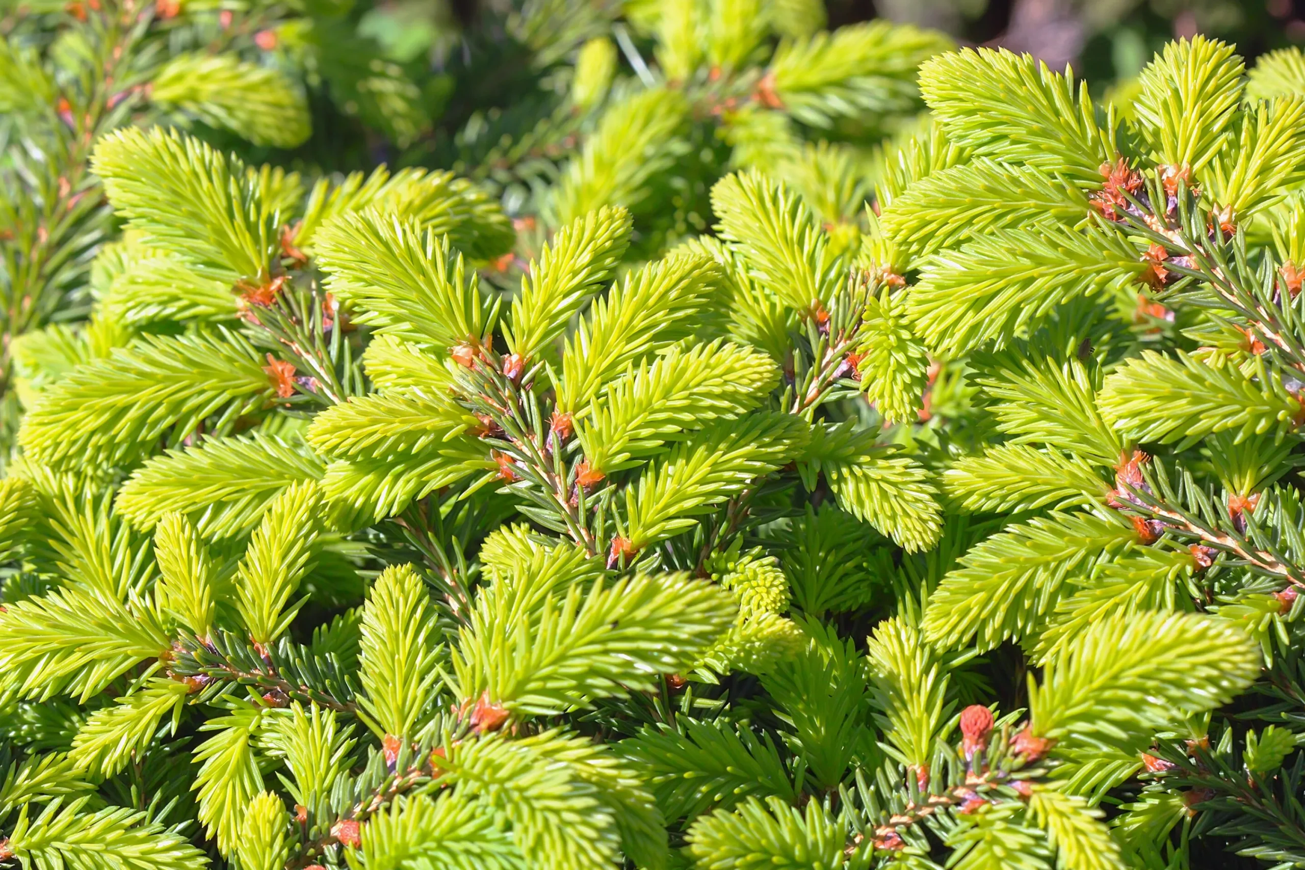Fågelbogran 'Nidiformis' Krukodlad>Omnia garden
