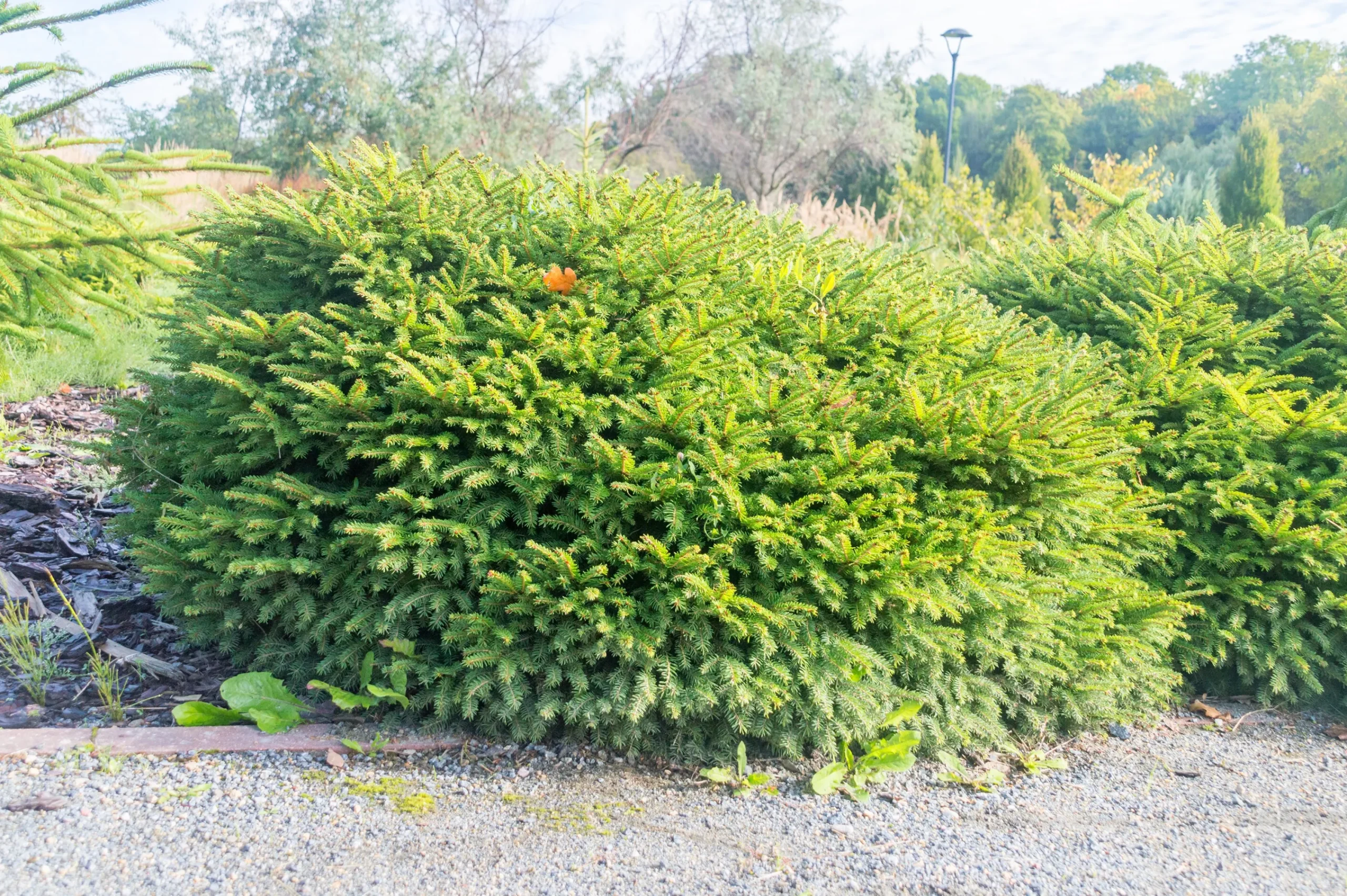 Fågelbogran 'Nidiformis' Krukodlad>Omnia garden
