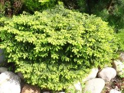 Fågelbogran 'Nidiformis' Krukodlad><noscript><img width=