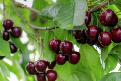 Fågelbär Goliath Högstam Barrotad><noscript><img width=