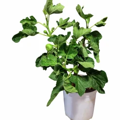 Fikon Busk lat. Ficus carica>Danblumen Hot