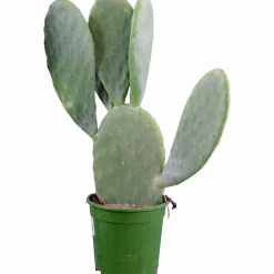 Fikonkaktus lat. Opuntia Ficus Indica>Mäster Grön Hot