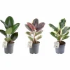 Fikus Mix i 11cm kruka>Danblumen