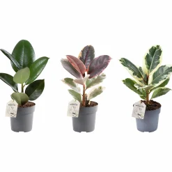 Fikus Mix i 11cm kruka>Danblumen