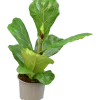 Fiolfikus lat. Ficus lyrata>Mäster Grön Outlet