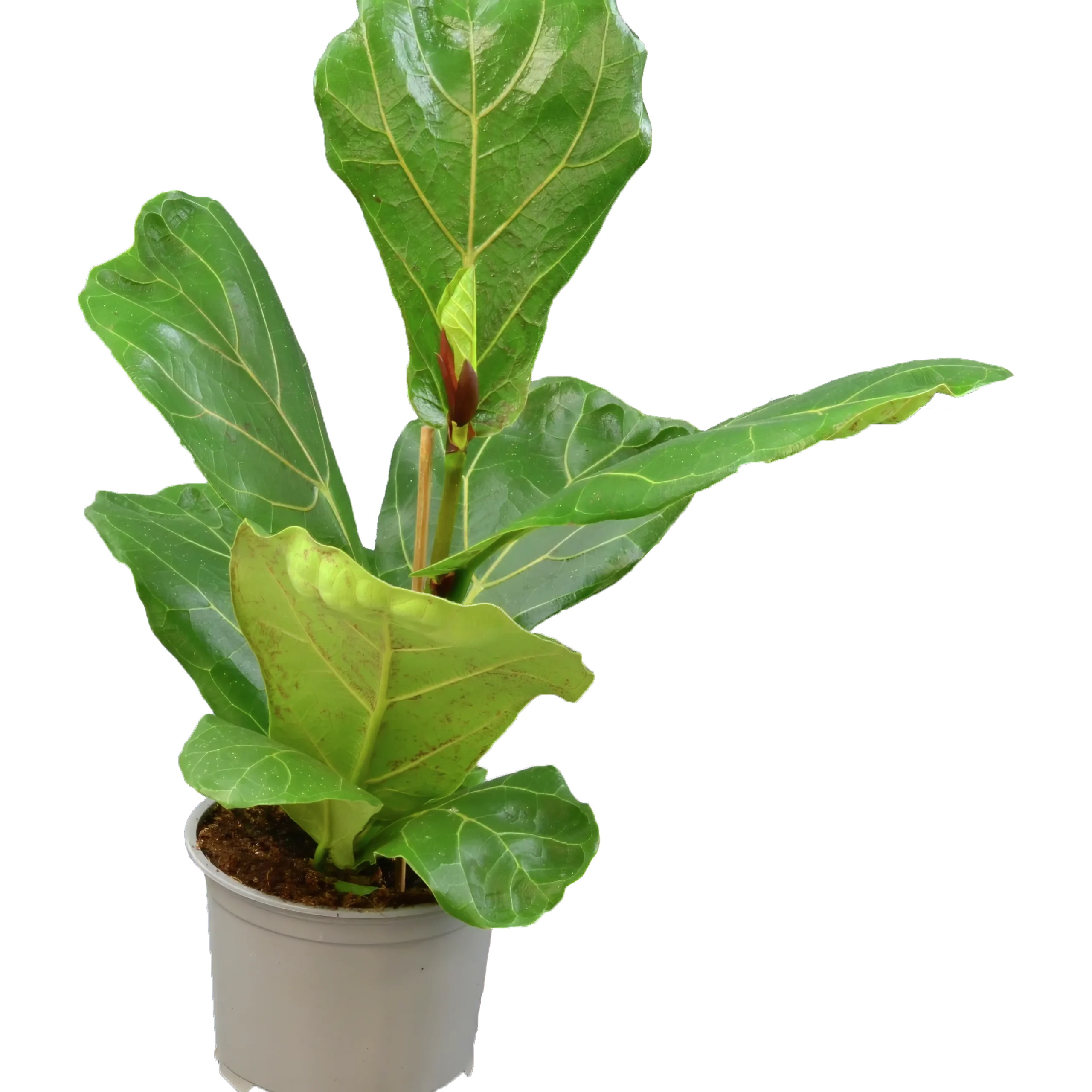 Fiolfikus lat. Ficus lyrata>Mäster Grön Outlet