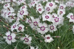 Fjädernejlika 'Marieberg'>Omnia garden