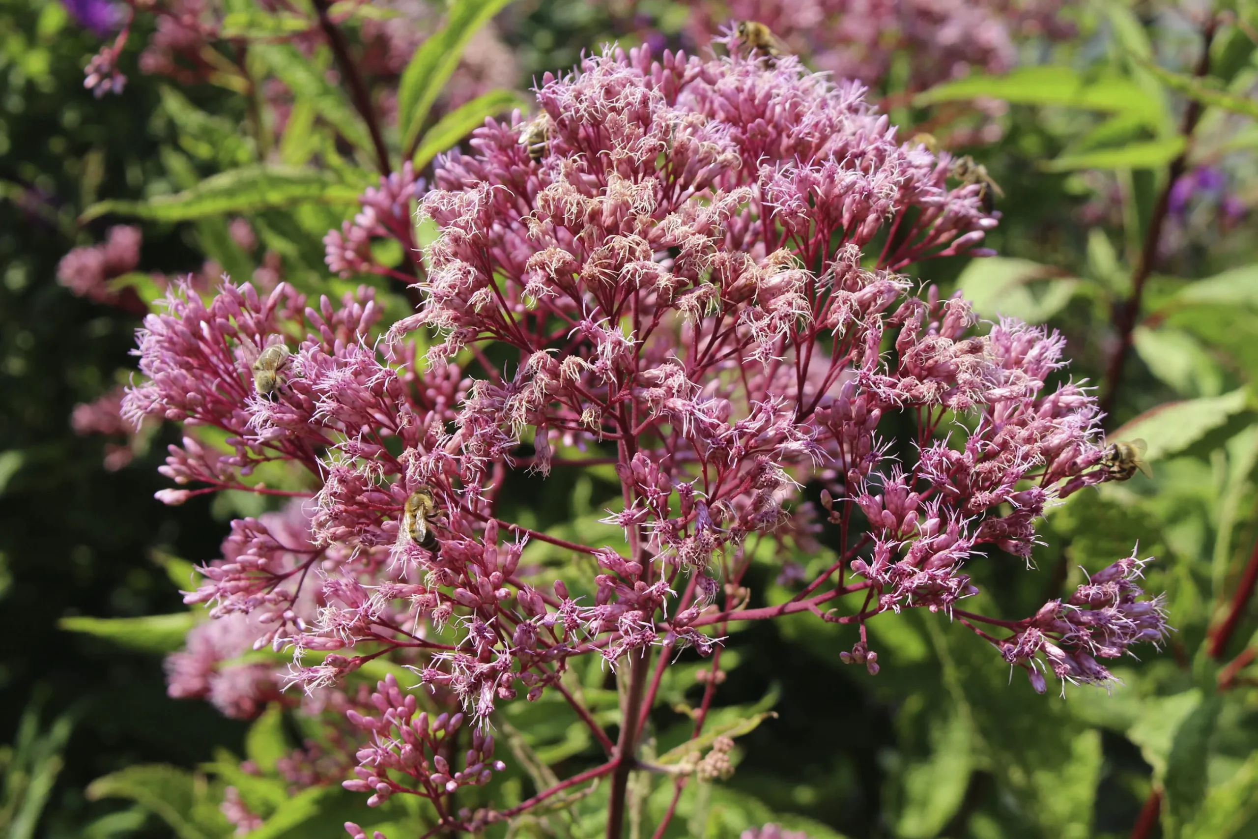 Fläckflockel 'Atropurpureum'>Omnia garden Discount