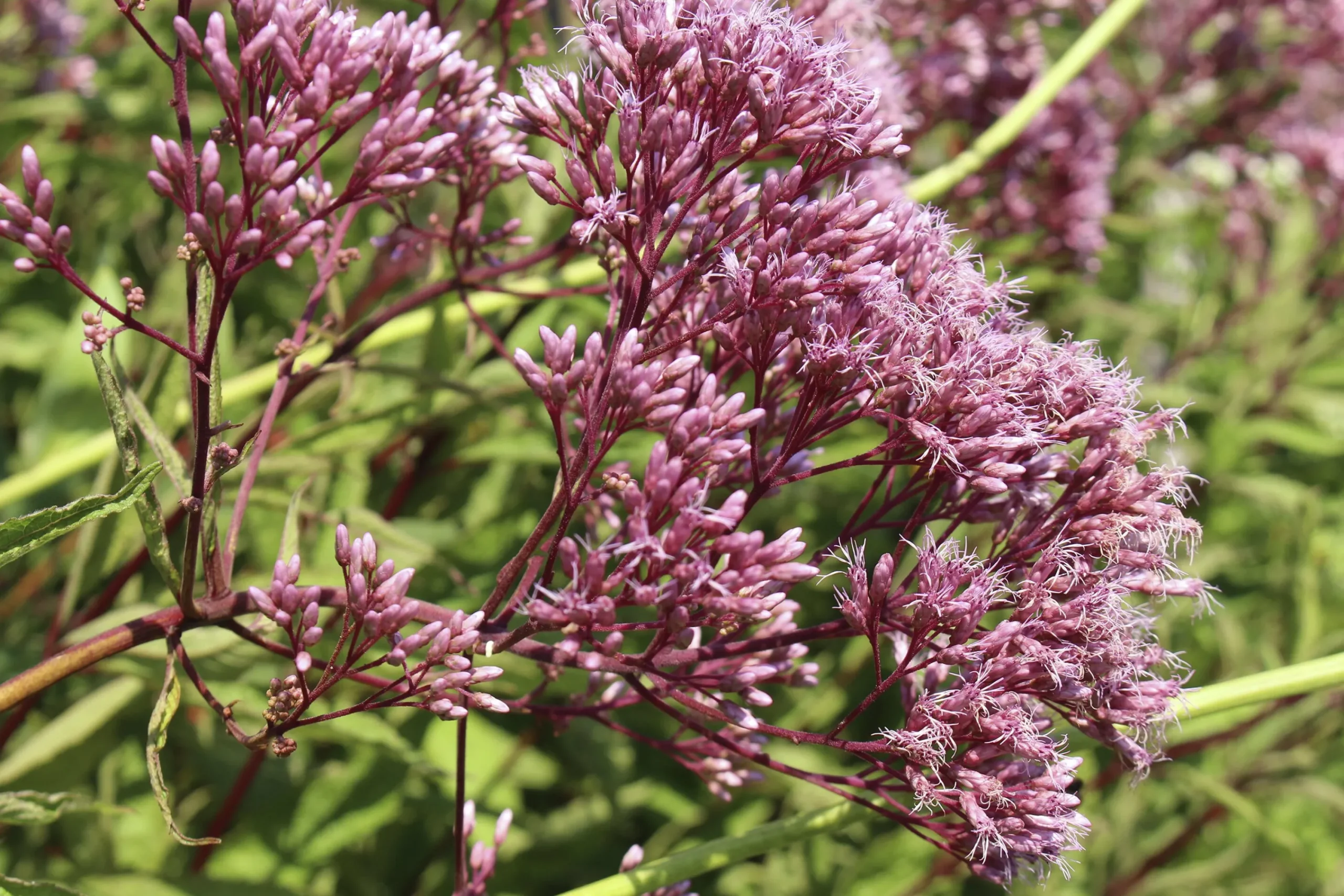 Fläckflockel 'Atropurpureum'>Omnia garden Discount