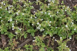 Fläckig Lungört 'Sissinghurst White'>Omnia garden Clearance