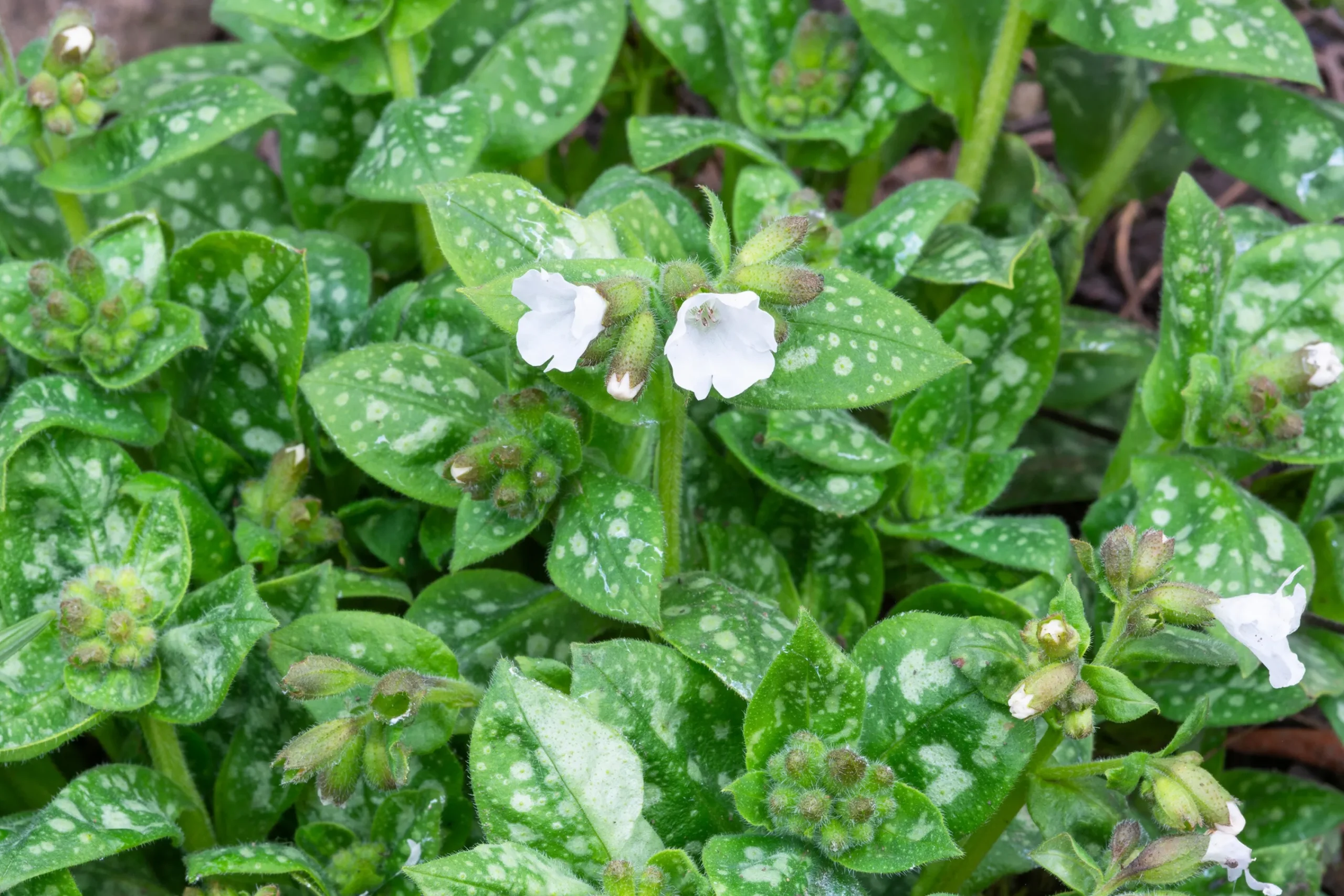 Fläckig Lungört 'Sissinghurst White'>Omnia garden Clearance