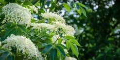 Fläder 'Bålsta' D:9-11cm Krukodlad>Omnia garden Sale