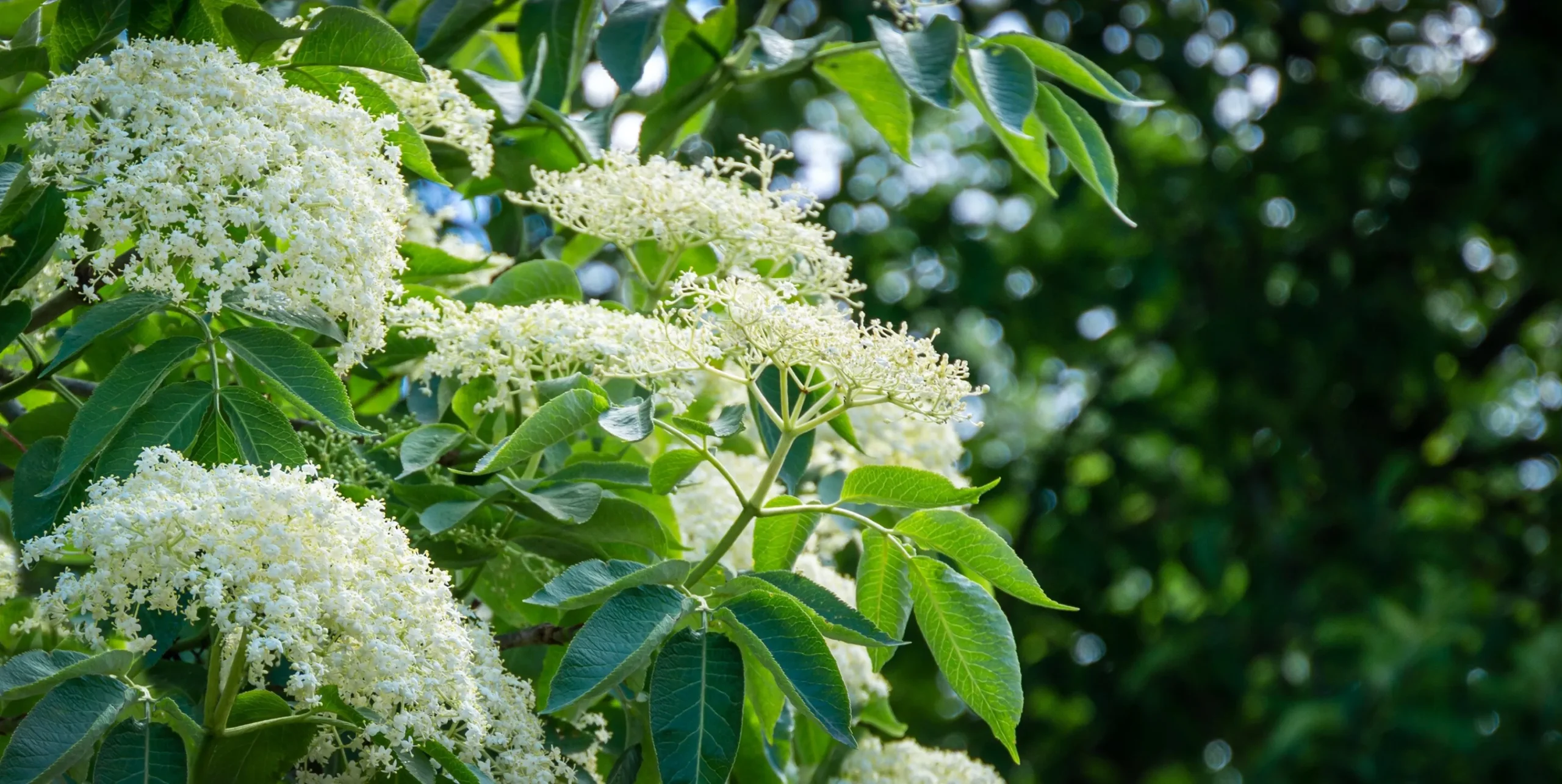 Fläder 'Bålsta' D:9-11cm Krukodlad>Omnia garden Sale