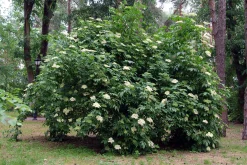 Fläder 'Bålsta' D:9-11cm Krukodlad>Omnia garden Sale