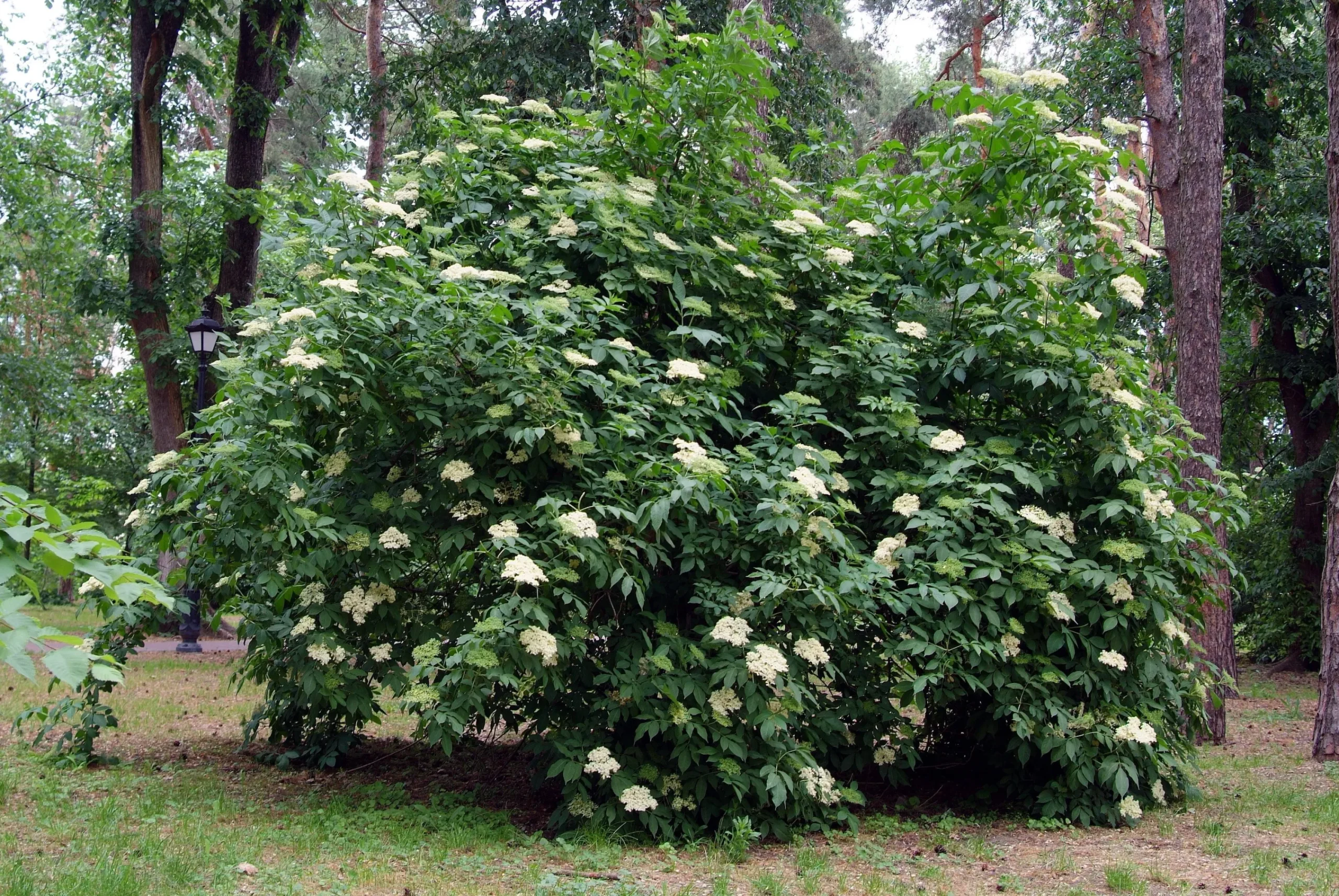 Fläder 'Bålsta' D:9-11cm Krukodlad>Omnia garden Sale