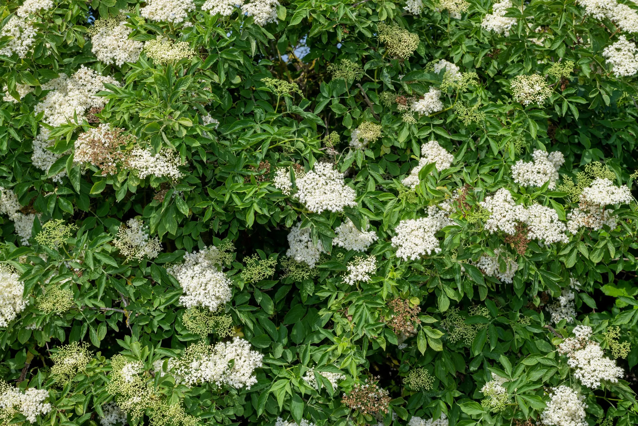 Fläder 'Bålsta' D:9-11cm Krukodlad>Omnia garden Sale