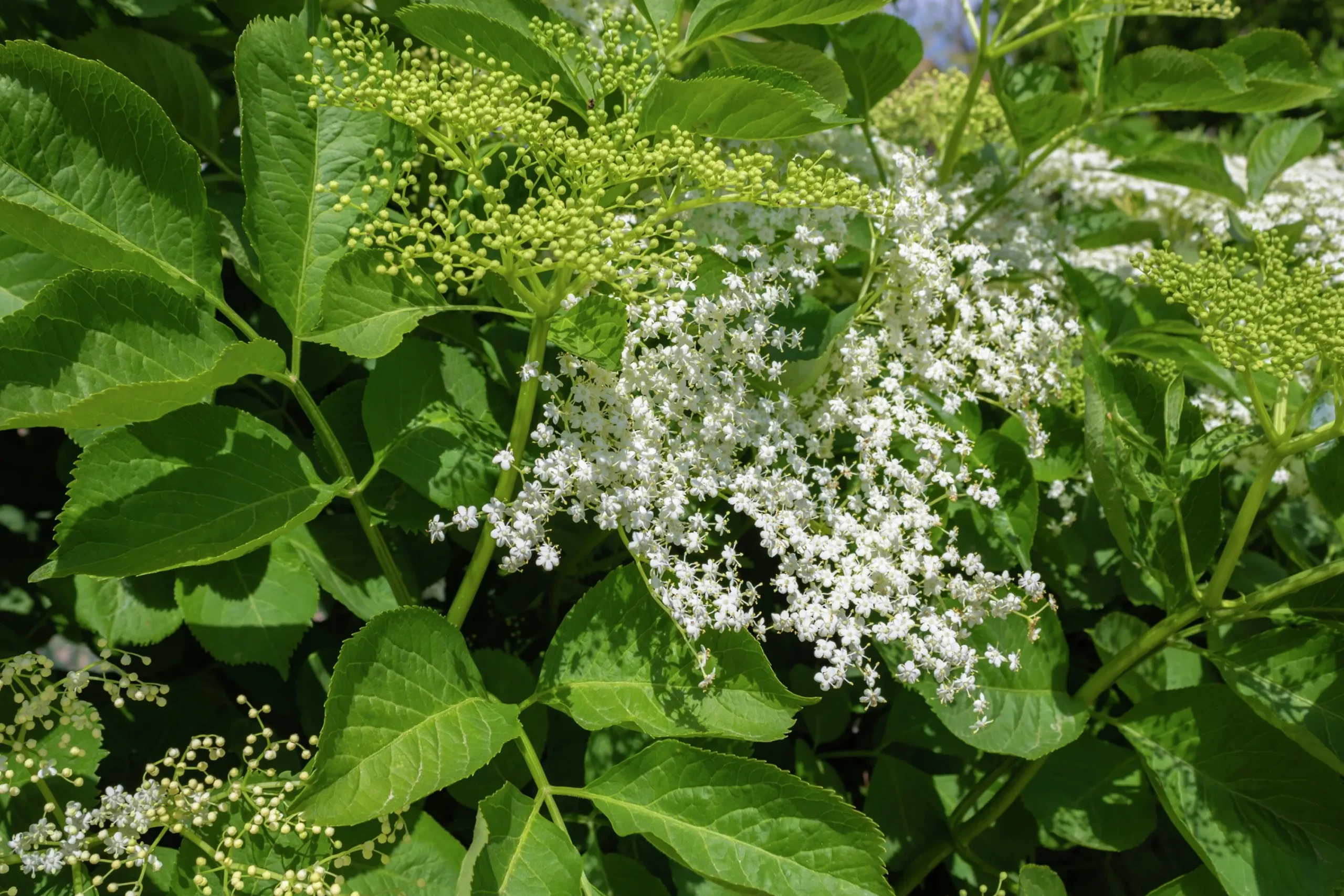 Fläder Krukodlad 15-20cm kruka>Omnia garden Clearance