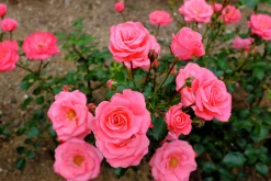 Flerblommig Buskros 'Bella ' 'Korwonder' Barrotad><noscript><img width=