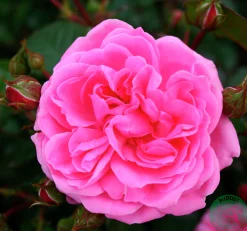 Flerblommig Buskros 'Berleburg' 'Poulbella' Barrotad>Omnia garden