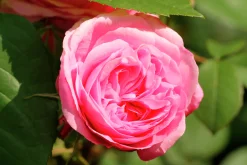 Flerblommig Buskros 'Berleburg' 'Poulbella' Barrotad><noscript><img width=