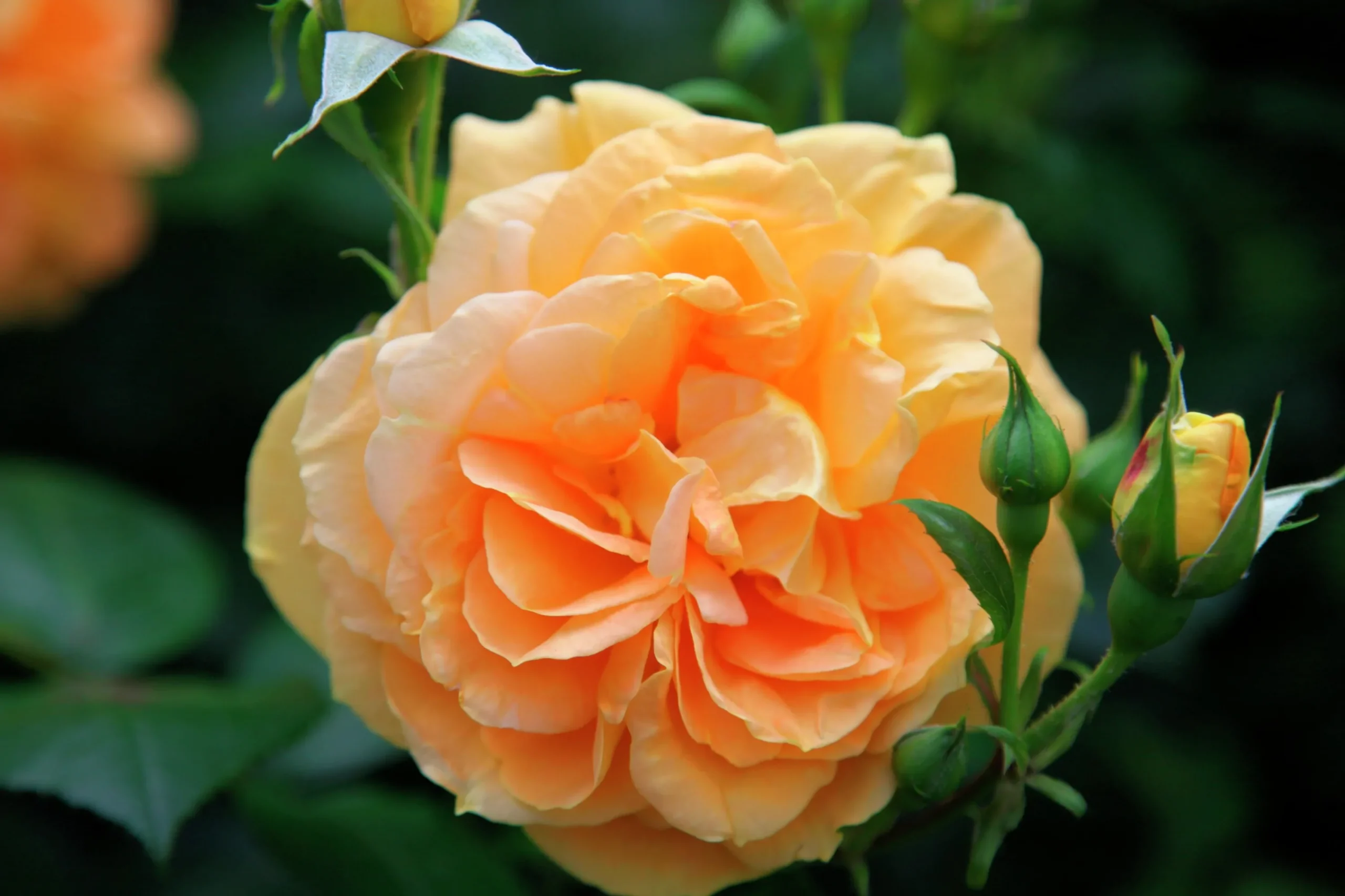 Flerblommig Buskros 'Bernstein-Rose' 'Taneitber' Barrotad>Omnia garden Best