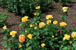 Flerblommig Buskros 'Bernstein-Rose' 'Taneitber' Barrotad><noscript><img width=