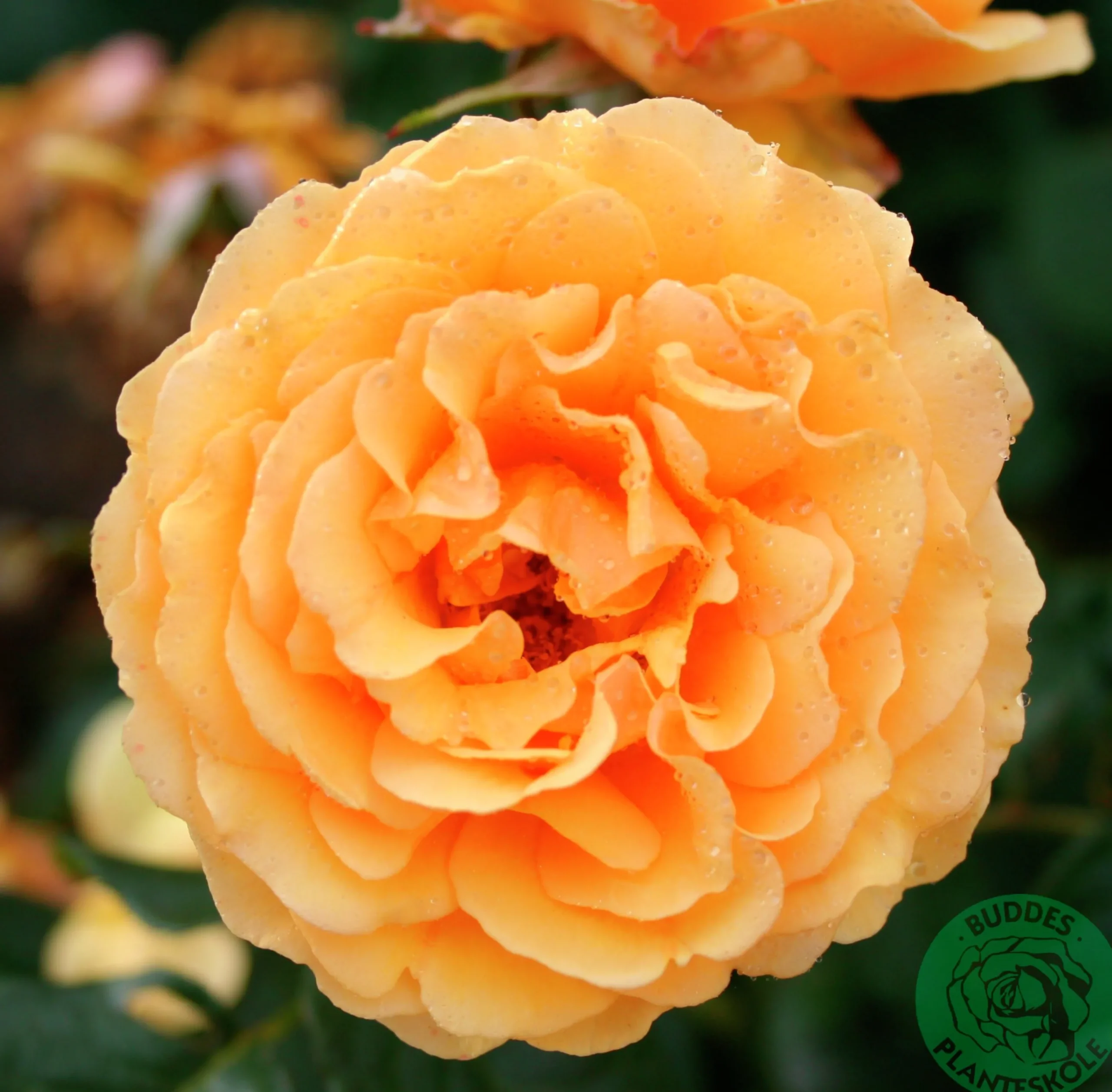 Flerblommig Buskros 'Bernstein-Rose' 'Taneitber' Barrotad>Omnia garden Best