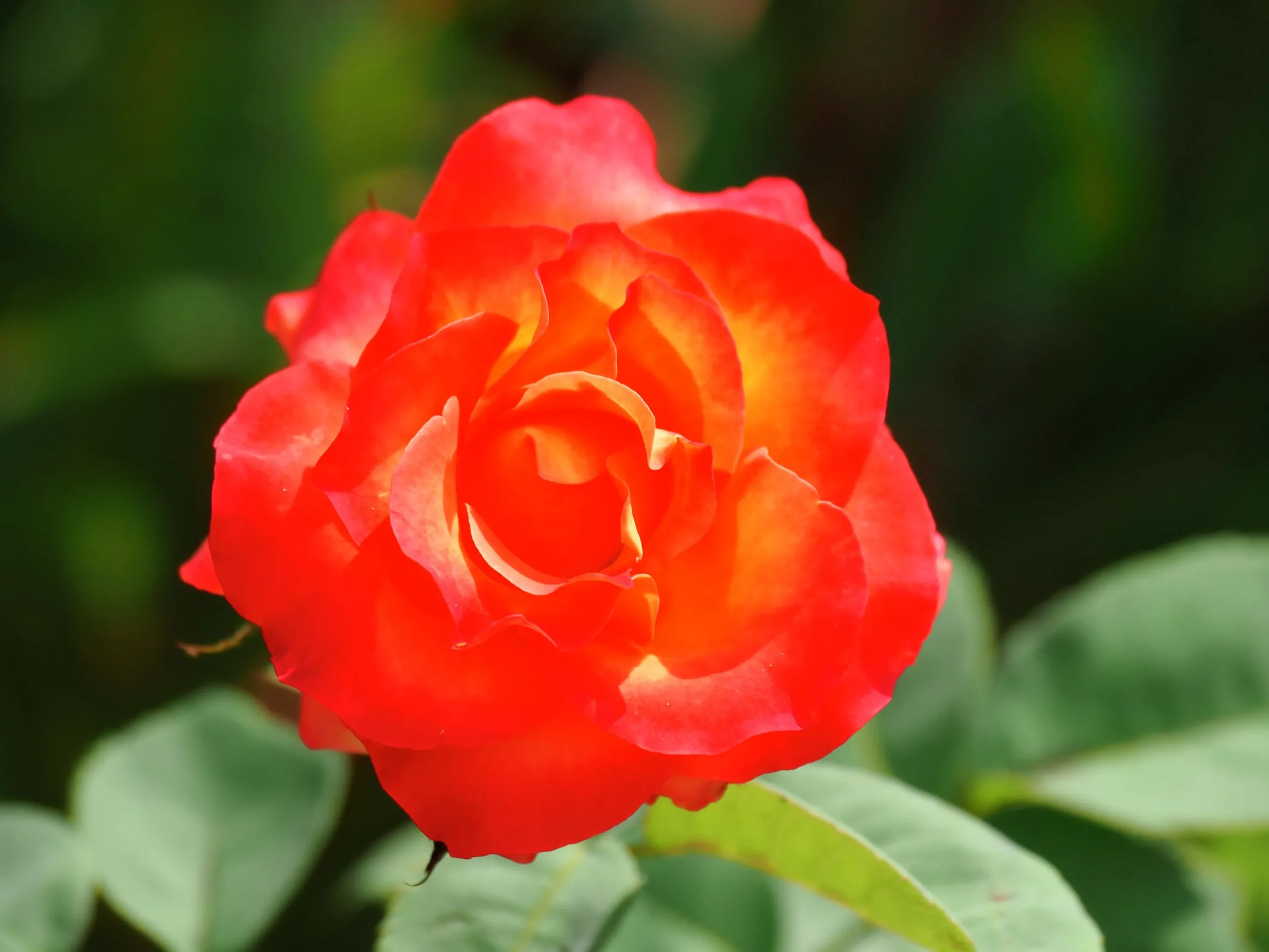 Flerblommig Buskros 'David Rosenmager' Barrotad>Omnia garden New