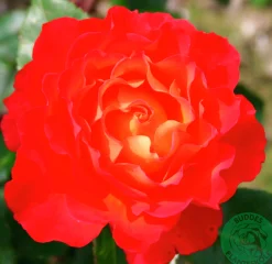 Flerblommig Buskros 'David Rosenmager' Barrotad><noscript><img width=
