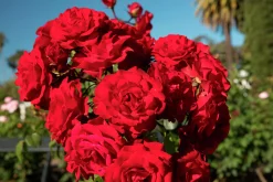 Flerblommig Buskros 'Europeana' Barrotad>Omnia garden Online