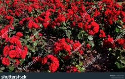 Flerblommig Buskros 'Europeana' Barrotad>Omnia garden Online