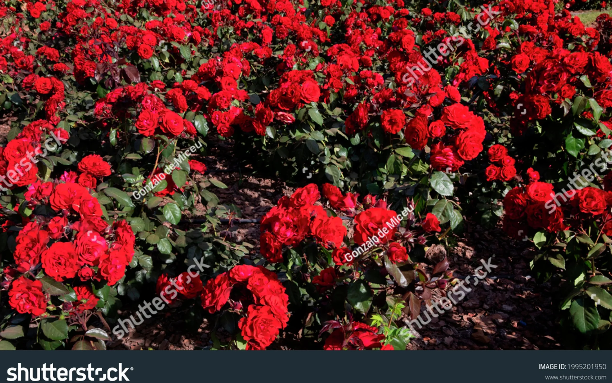 Flerblommig Buskros 'Europeana' Barrotad>Omnia garden Online