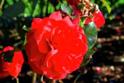 Flerblommig Buskros 'Europeana' Barrotad><noscript><img width=