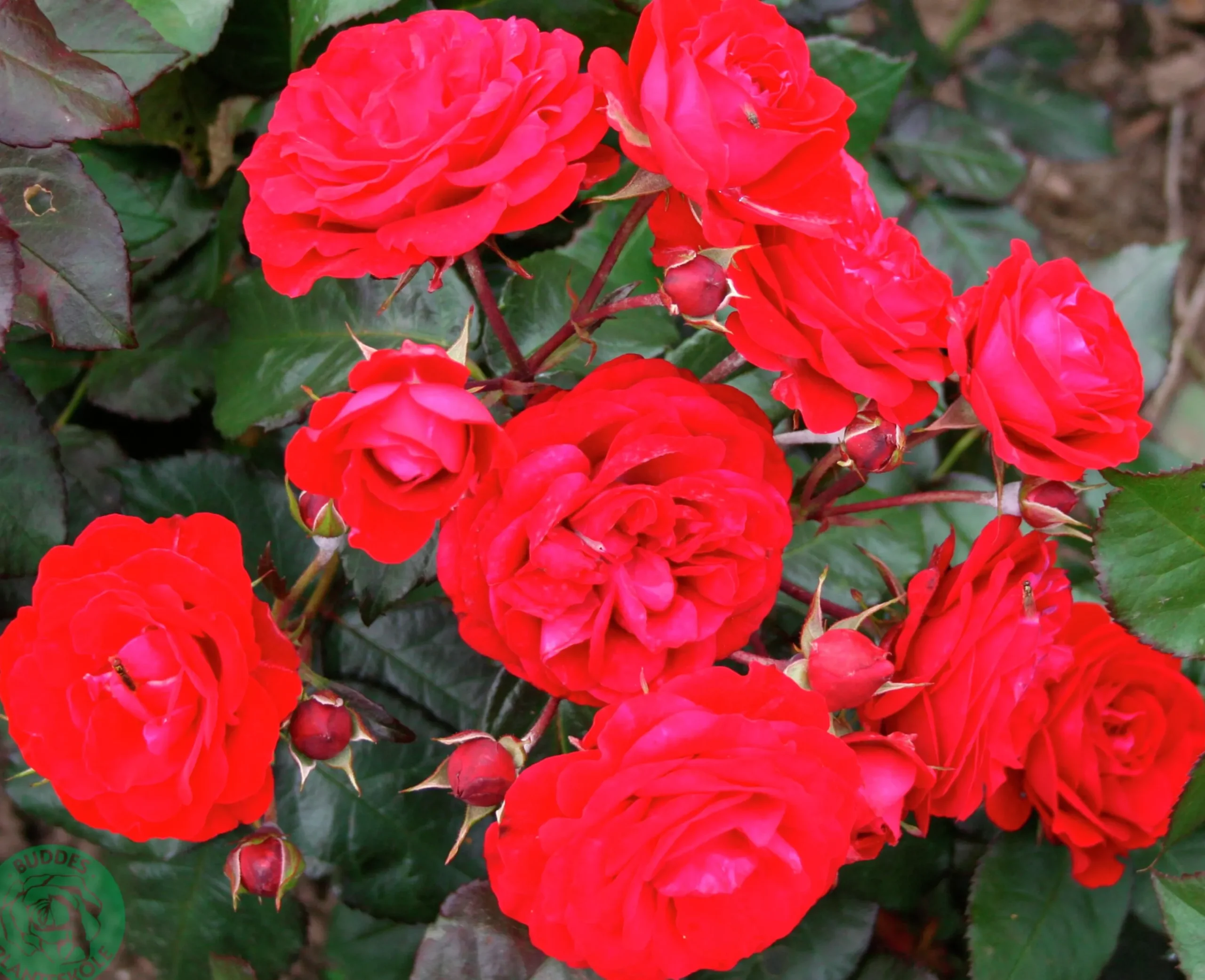 Flerblommig Buskros 'Europeana' Barrotad>Omnia garden Online