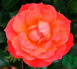 Flerblommig Buskros 'Fellowship' 'Harwelcome' Barrotad><noscript><img width=
